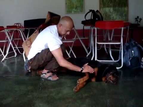 Terapeutas Especializados en Shiatsu: Expertos en Bienestar Físico.